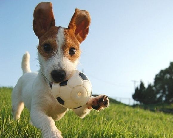 Best Dog Toys: 5 Reasons to Choose Quality Over Quantity