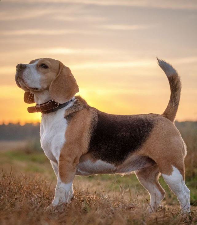 Tails & Toys: The Toy That Helped Bella Heal